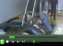 Video Damanakis olive oil
